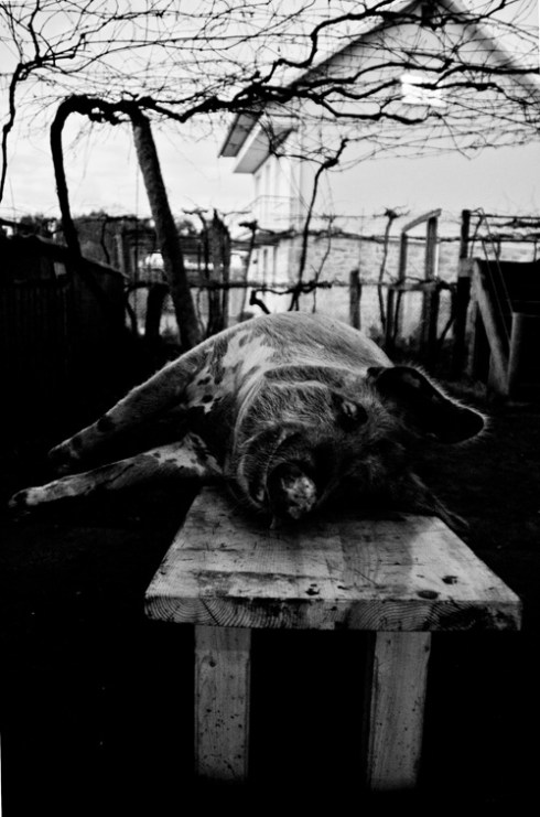 Matanza do porco Matanza do porco