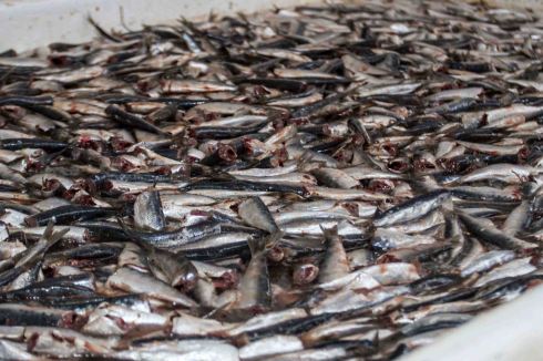 conserveira_Rianxo (12)