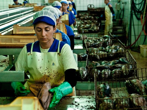 conserveira_Rianxo (16)