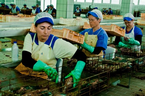 conserveira_Rianxo (17)