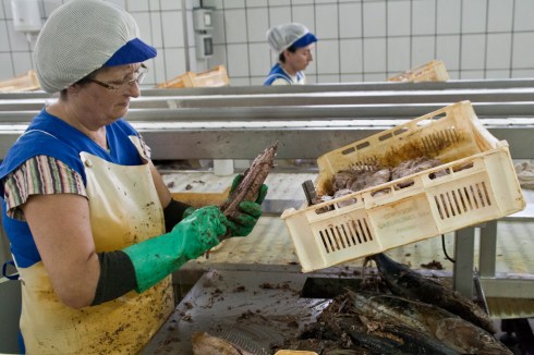 conserveira_Rianxo (24)