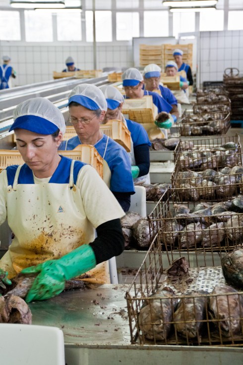 conserveira_Rianxo (25)