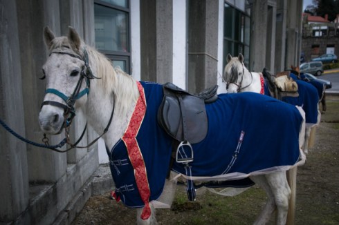 05012015-cabalgata-7744