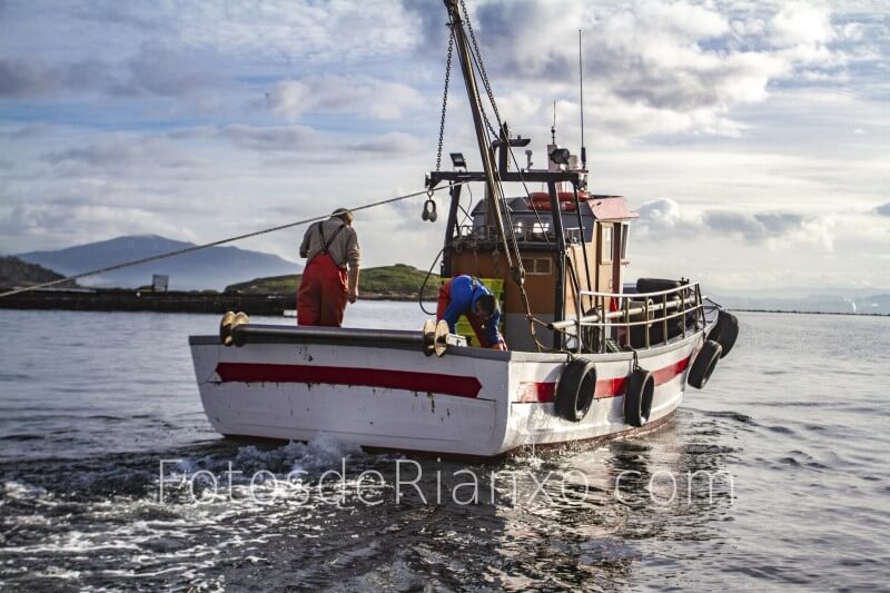 captura_volandeira_10