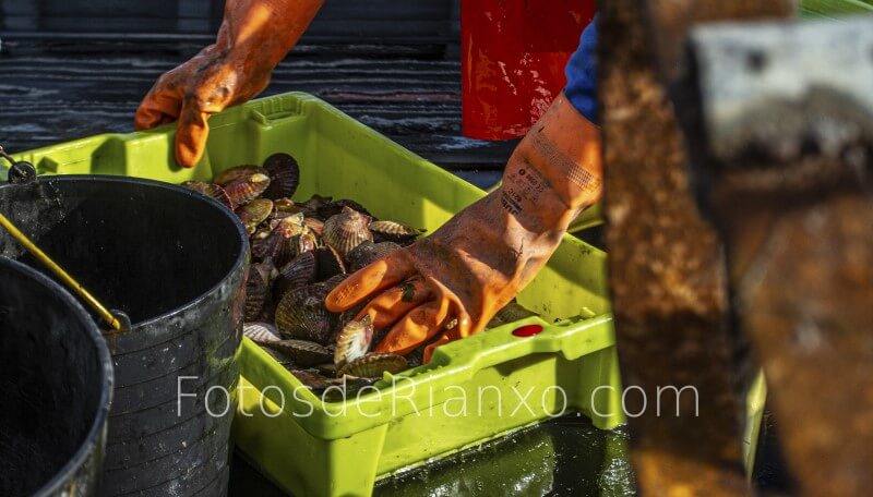 captura_volandeira_11