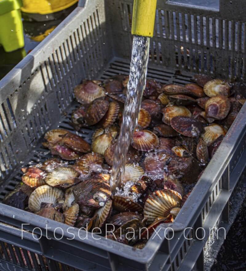 captura_volandeira_12