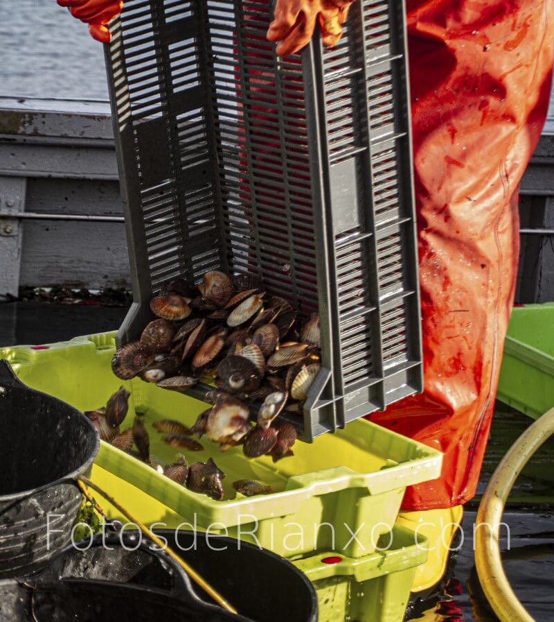 captura_volandeira_13