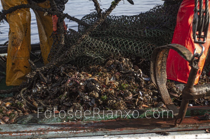 captura_volandeira_5