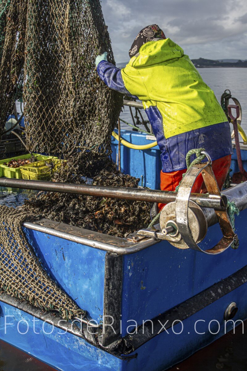 captura_volandeira_7