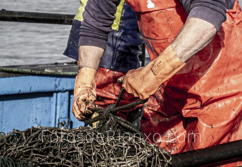 captura_volandeira_8