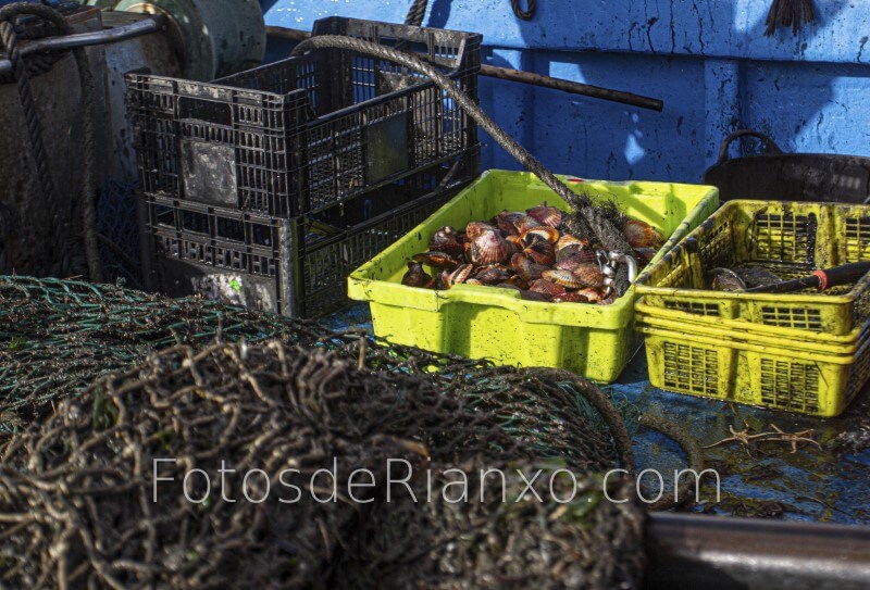 captura_volandeira_9